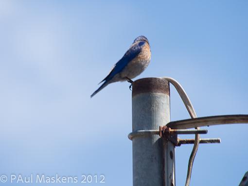 SPRING 2012 bird ID thread-_5121332.jpg