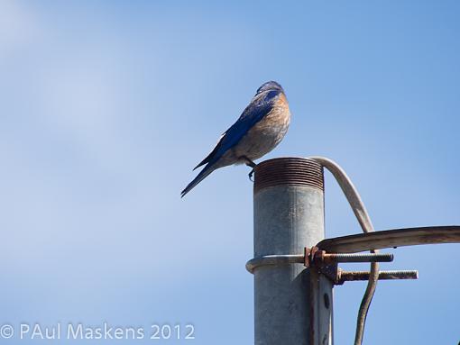 SPRING 2012 bird ID thread-_5121333.jpg