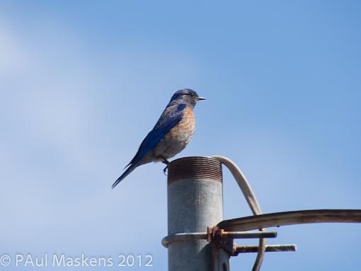 SPRING 2012 bird ID thread-_5121334.jpg