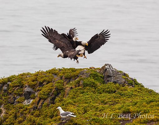 A Tangle of eagles-tangle-eagles-1-1-.jpg