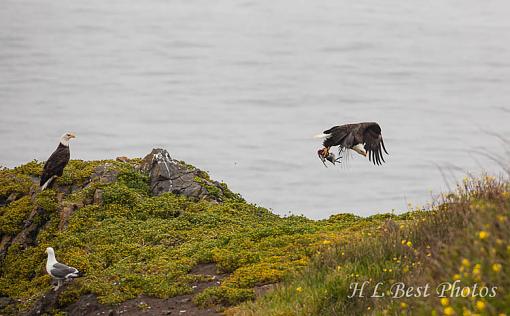 A Tangle of eagles-mama-breakfast-1-1-.jpg