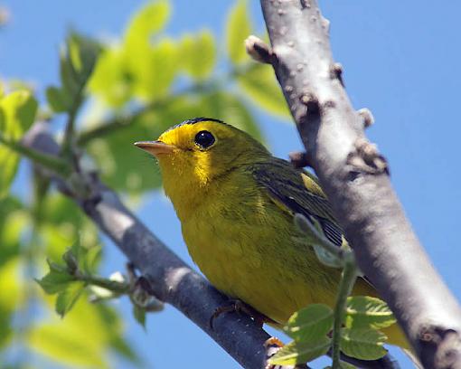 SPRING 2012 bird ID thread-4360w.jpg