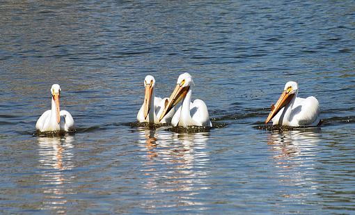 Pelicans-pelicans.jpg