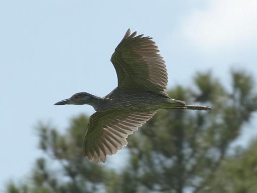 SPRING 2012 bird ID thread-dsc_9309.jpg