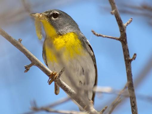 Northern parula with a bit of grub-dsc_9343.jpg