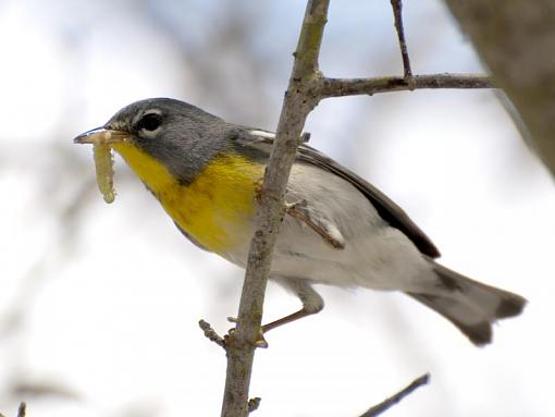 Northern parula with a bit of grub-dsc_9344.jpg