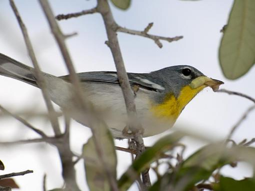 Northern parula with a bit of grub-dsc_9354.jpg