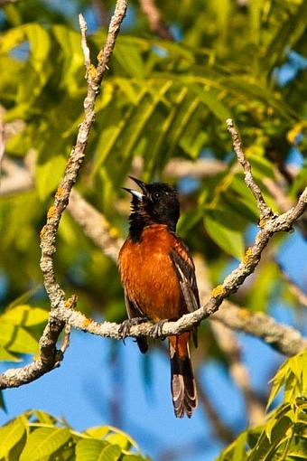 Orchard Orioles-_mg_0900.jpg