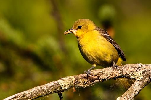 Orchard Orioles-_mg_0912.jpg