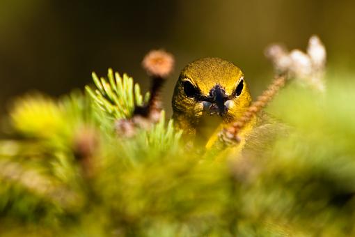 Orchard Orioles-_mg_0993.jpg