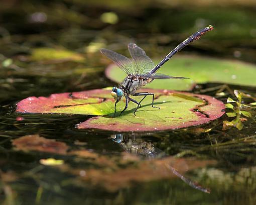 Lilypad Clubtail-5270w.jpg