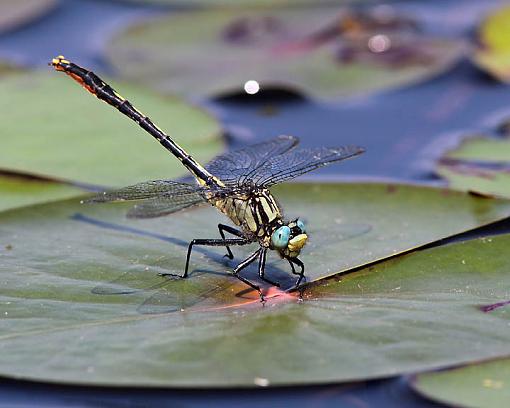 Lilypad Clubtail-5356w.jpg