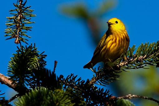 Yellow Warbler-_mg_1021.jpg