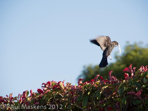 is our rubbish nest material ?-_5131868.jpg