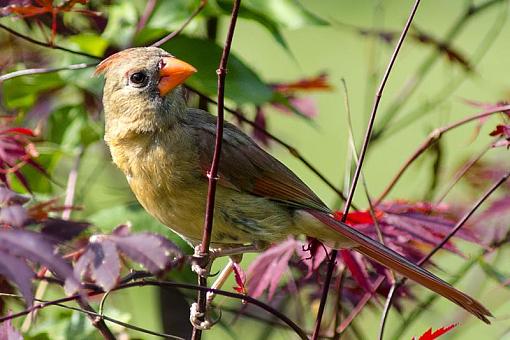 Backyard Birds-dsc_7700-2-1000.jpg