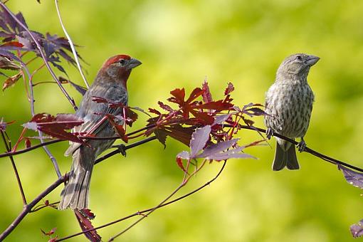 Backyard Birds-dsc_7678-2-1000.jpg