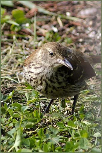 Backyard Birds-dsc_7636-2b-1000.jpg