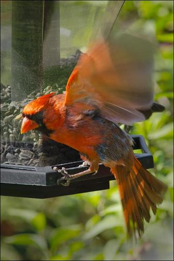 Backyard Birds-dsc_7837-2-1000.jpg