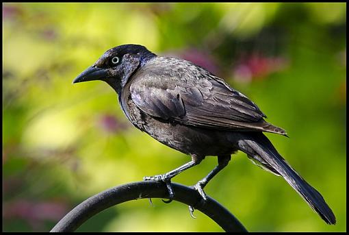 Backyard Birds-dsc_7750-2-1000.jpg