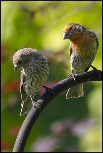 Backyard Birds-dsc_7809-2-1000.jpg