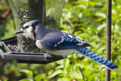 Backyard Birds-dsc_7492-2-1000.jpg