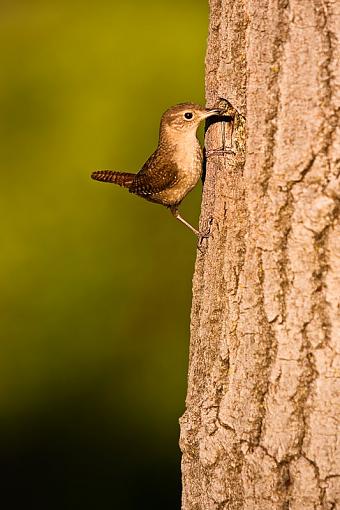 House Wren-wren.jpg