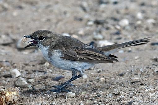 A little more from Kgalagadi-marico-flyctcher-kglgd-12-_dsc7046r.jpg