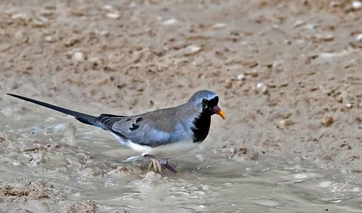 A little more from Kgalagadi-nmqa-dve-kglgdi-12-_dsc5754r.jpg