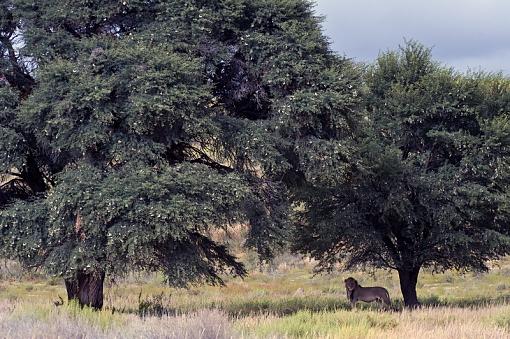 A little more from Kgalagadi-lion-kglgdi-12-_dsc6617r.jpg