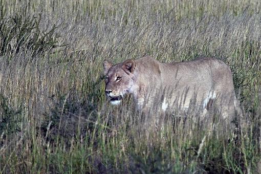 A little more from Kgalagadi-lion-female-kggdi-12-_dsc06436r.jpg