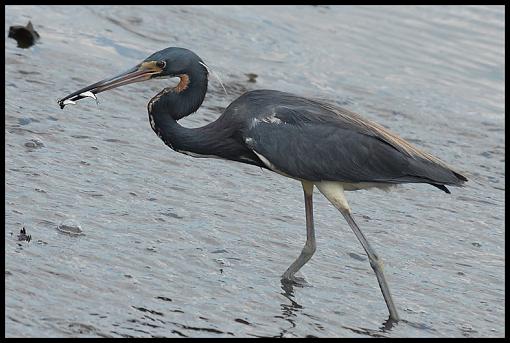 Tricolored Heron-dsc_5089b.jpg