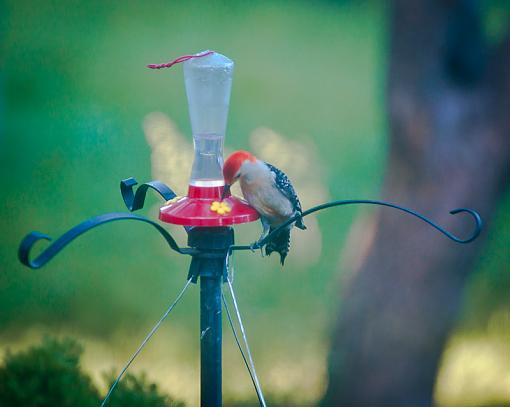 Red Bellied Hummingbird...-_dsc4999.jpg