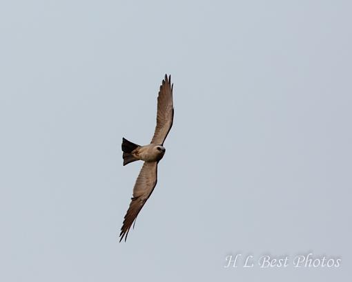 Mississippi Kite-kite-ii-1-1-.jpg