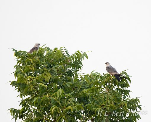 Mississippi Kite-kite-iii-1-1-.jpg