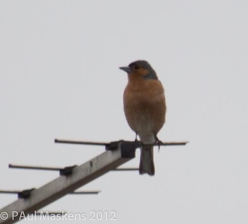 chaffinch-_6272839.jpg