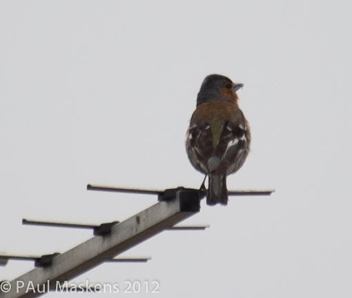 chaffinch-_6272844.jpg