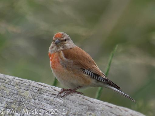 Linnet-_6272760.jpg