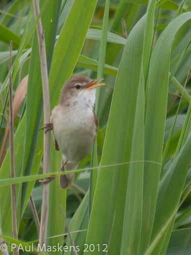warbler in reeds-_6272778.jpg