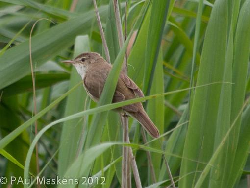 warbler in reeds-_6272811.jpg