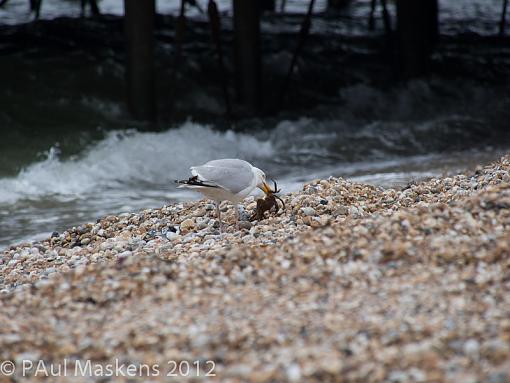 herring gull 1:0 crab-_6262673.jpg