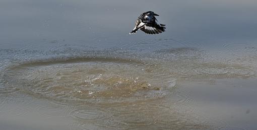 Busy Pied Kingfisher-pied-kngfshr-mpngbwe-_dsc8796r.jpg