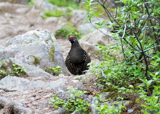 anyone know what bird this is?-shl_3070-version-2-1-.jpg