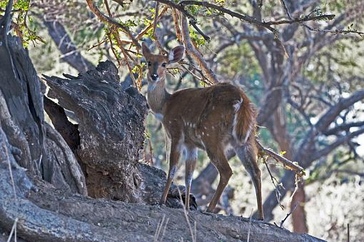 Bush-buck Ewe-bshbck-ewe-mpngbwe-_dsc9142r.jpg