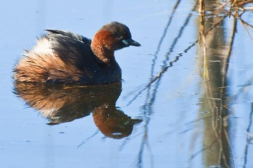 Little Grebe-dbchck-bshmns-_dsc7919r.jpg