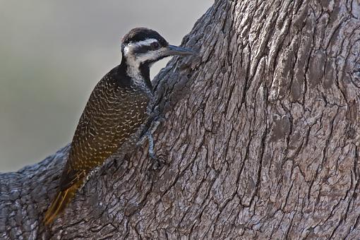 More from Mapungubwe-bearded-wdpckr-f-mpngbwe-_dsc9093r.jpg