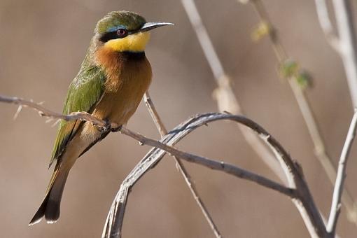 More from Mapungubwe-lttl-b-etr-mpngbwe-_dsc2903r.jpg