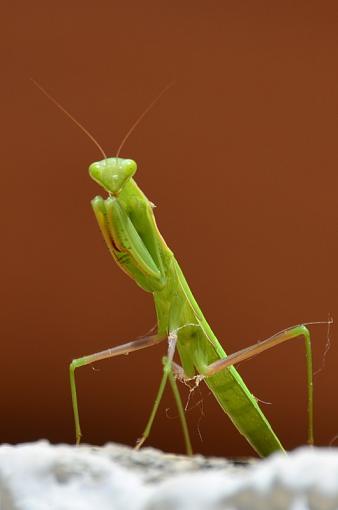 A monster lurks-preying-mantis_2597-530-x-800-.jpg