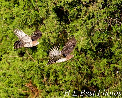 Hawk Hunting-two-hawks-flying-1-1-.jpg