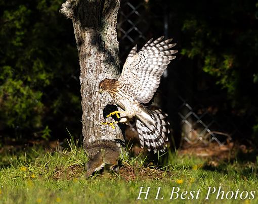 Hawk Hunting-hawk-squirrel-1-1-.jpg