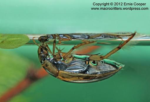 photo of a predaceous diving beetle underwater-water-beetle-surface-very-edited-copyright-ernie-cooper-sm-post.jpg